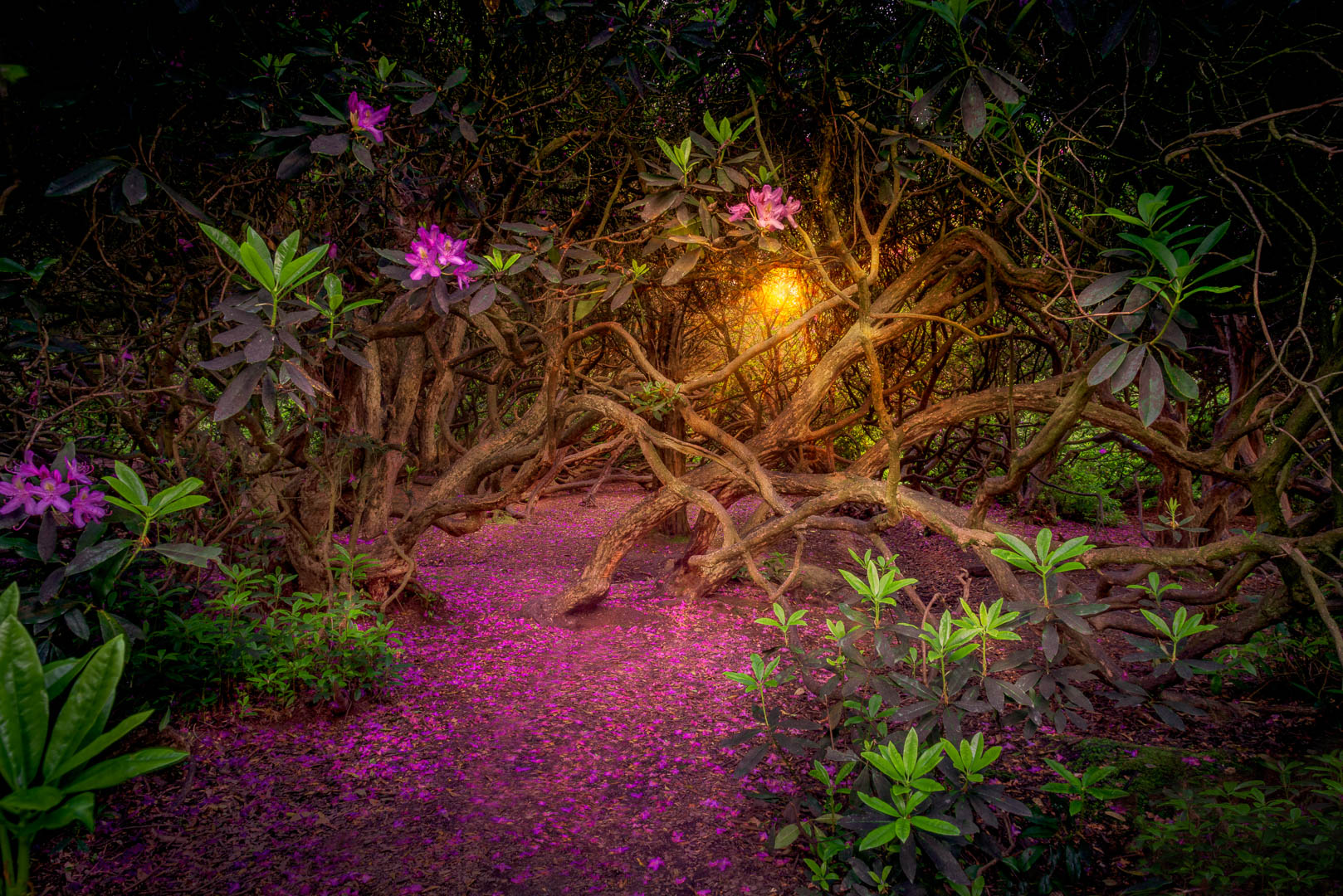  Where Pixies May Roam 
