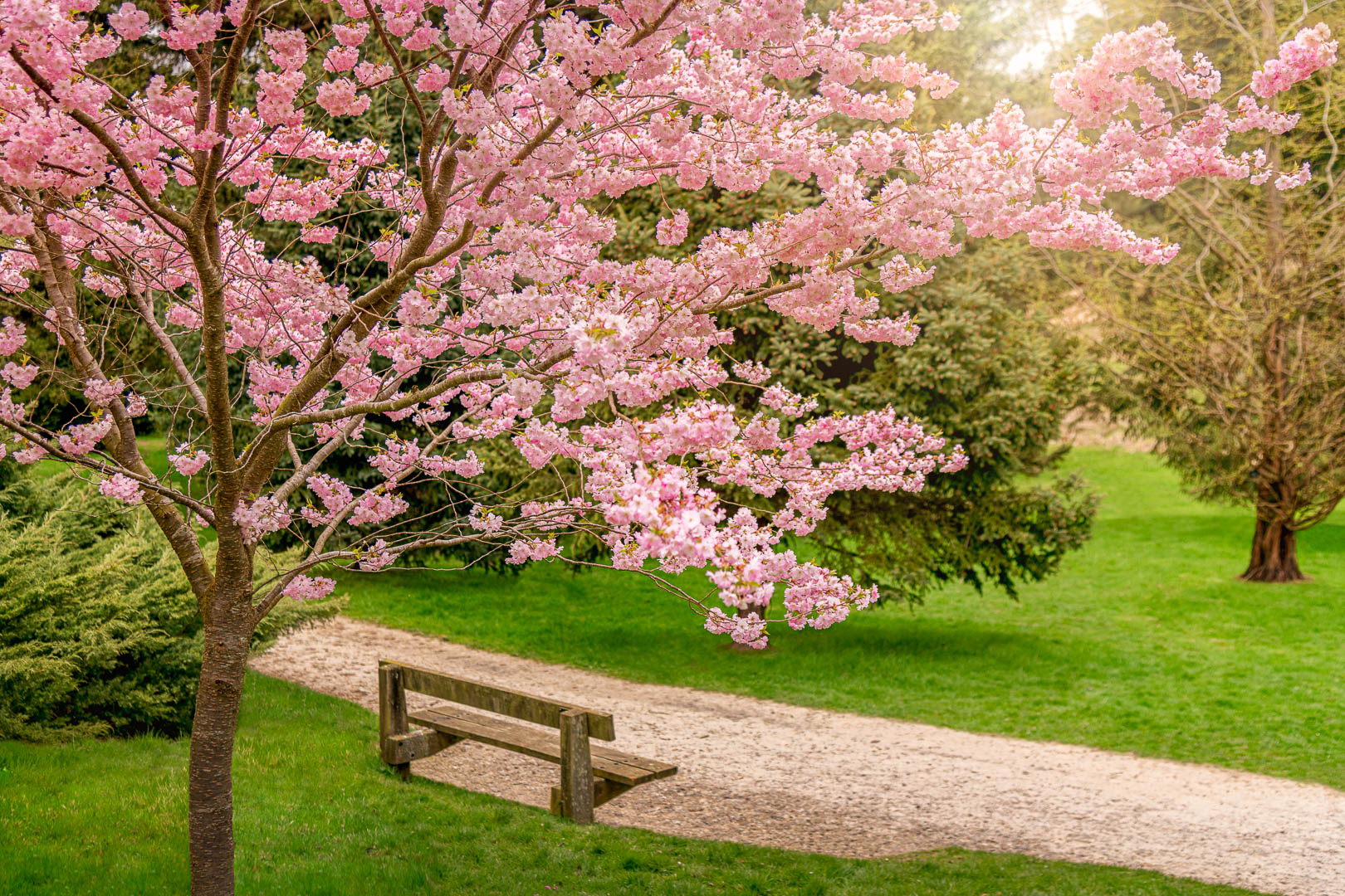  In Bloom 
