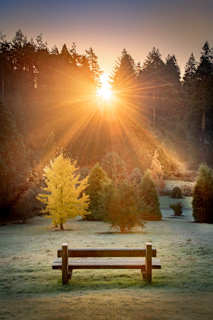  Pinetum Sun Burst 
