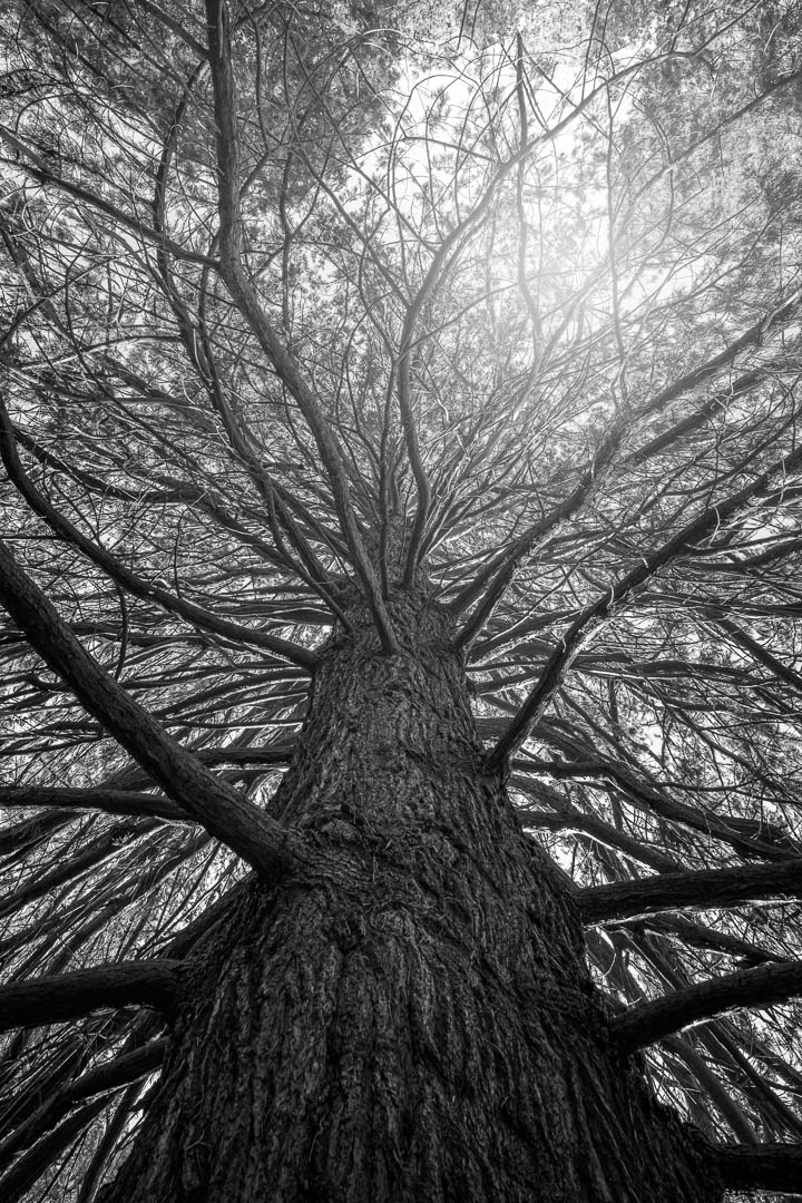  Looking Up 
